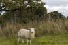 Pendle-Pastures-Animals-26